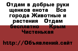 Отдам в добрые руки щенков енота. - Все города Животные и растения » Отдам бесплатно   . Крым,Чистенькая